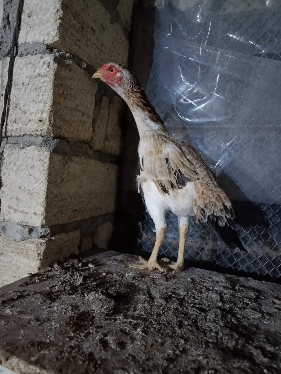 Heyratı toyuq — Quşlar, Sumqayıt (2)