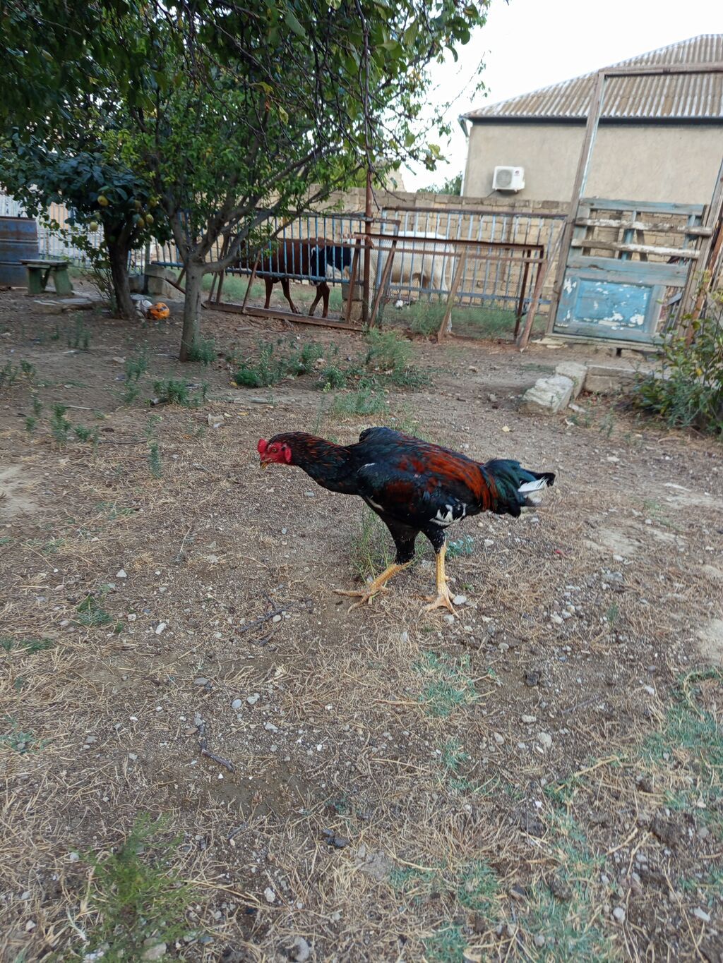 Heyrati bece normal saglam cins heyvandi masallah — Quşlar, Bakı (4)