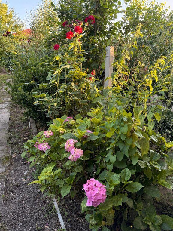 Həyət evi kirayə verilir, Quba r — Ev, villa, Quba (4)