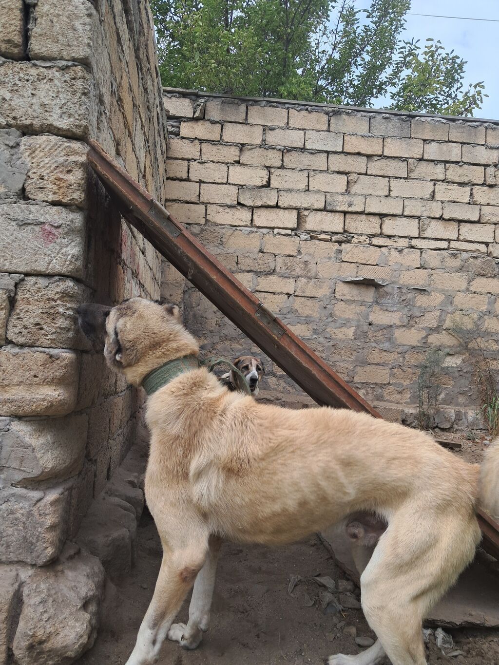 Kanqal, Erkək — Köpəklər, Fatmayı (2)