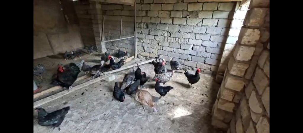 Toyuq, Damazlıq, Ünvandan götürmə — Toyuq və xoruz, Digah (5)