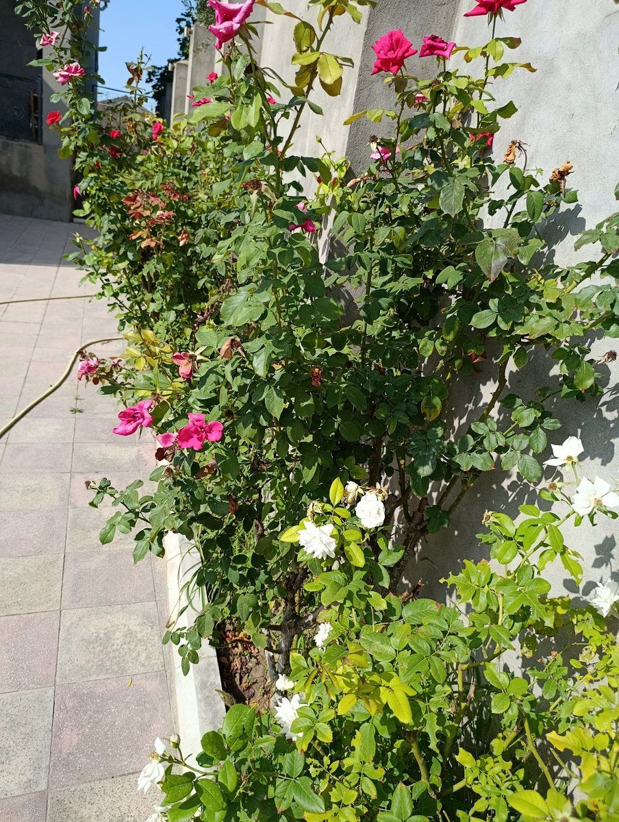Satılır 3 otaqlı həyət evi/bağ evi 153 m² — Ev, villa, Bakı (12)