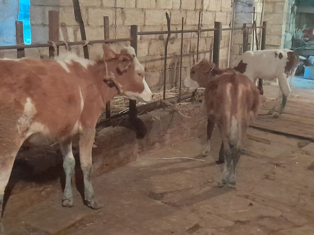 900 Manatdan 2000 manata kimi Cins buzov dana Düye — Kənd təsərrüfatı heyvanları, Bakı (3)
