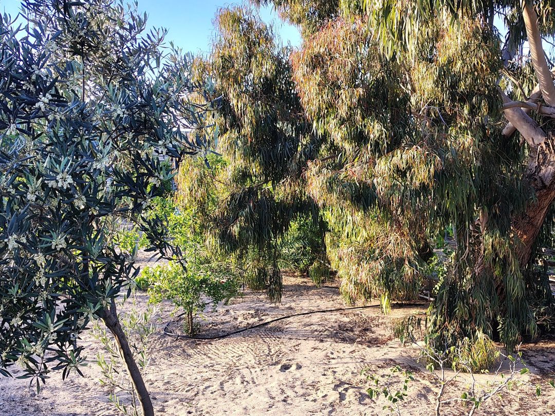 Satılır torpaq 44 sot — Torpaq, Bakı (8)