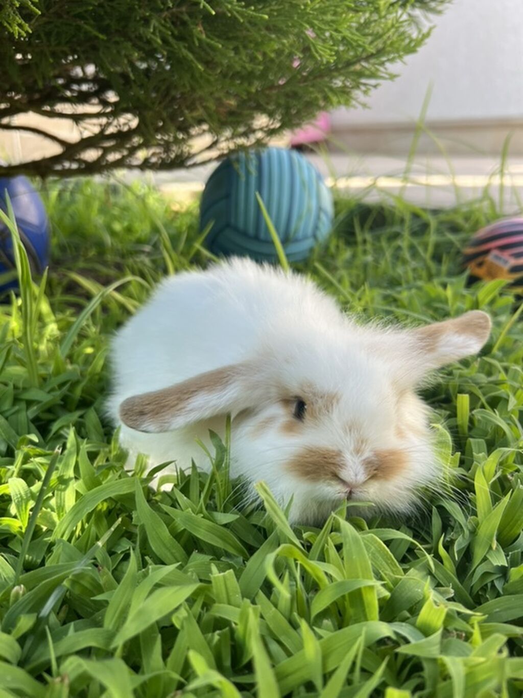1 aylıq balaca Hazırda məndə bu çox şirin dovşanım var Çox şirin — Dovşanlar, Digah (5)