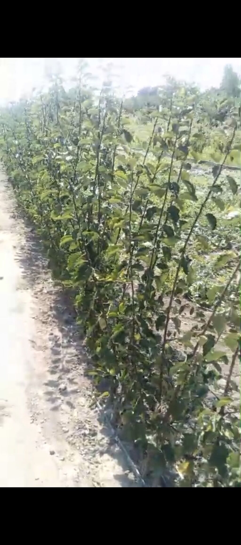 Meqsedimiz Düzgün Ting SeçimiDüzgün əkinPesekar yanaşma ile uzun — Bitkilər, Quba (8)