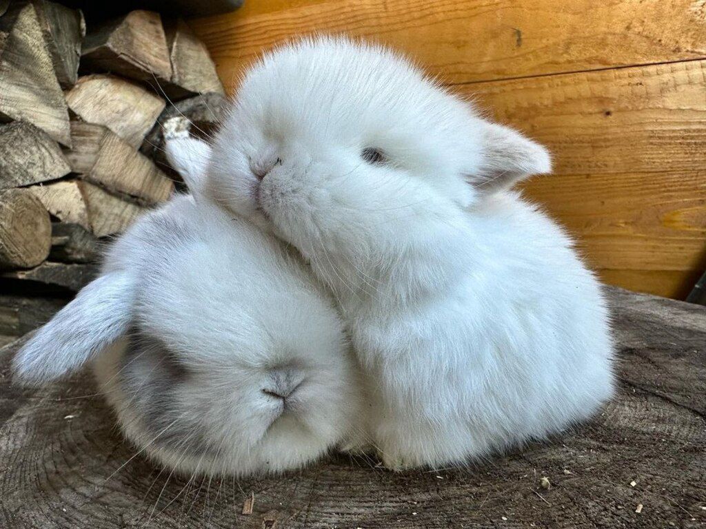 Mini lop dovşanlar — Dovşanlar, Xırdalan (7)