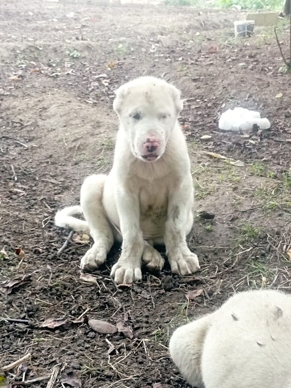 Alabay, 1 ay — Köpəklər, Saray (2)