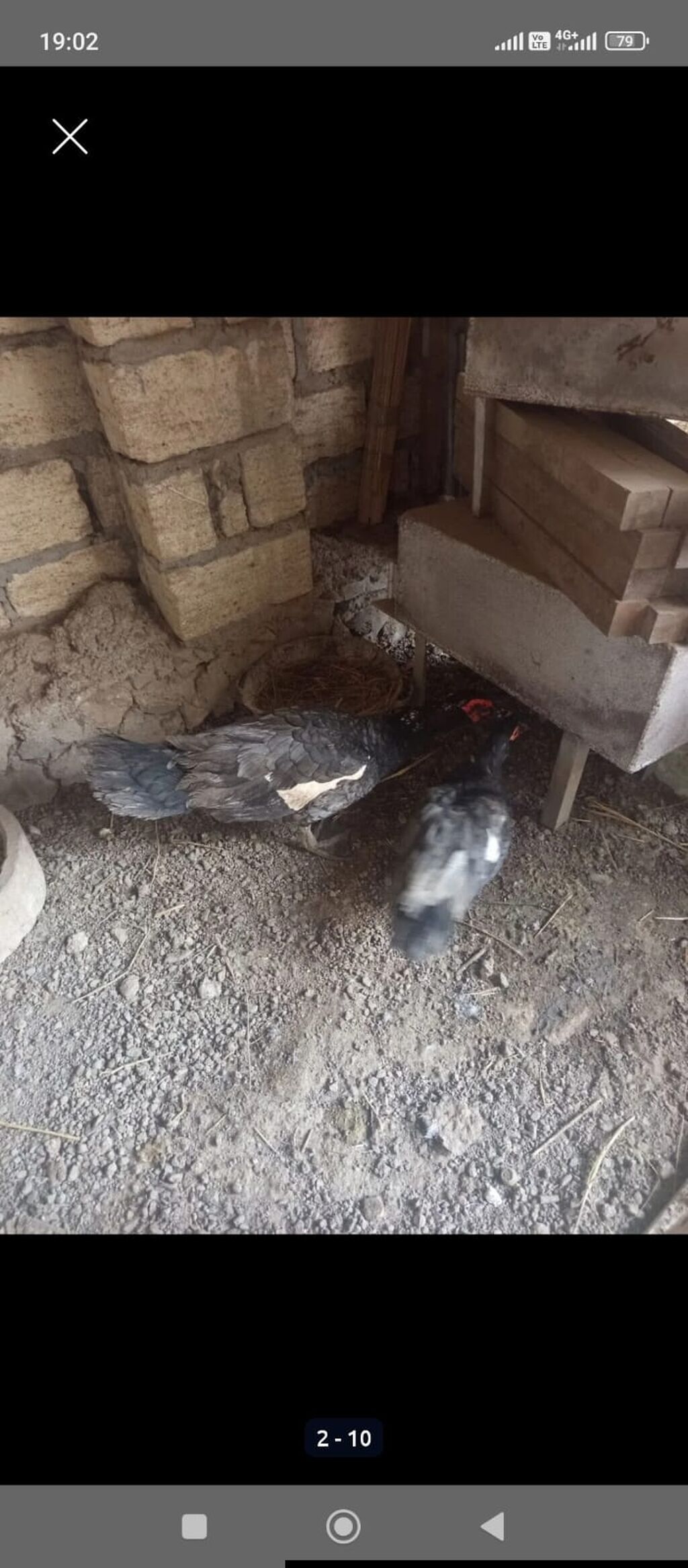 Dişi, Lal ördək, Ətlik — Digərləri, Gəncə