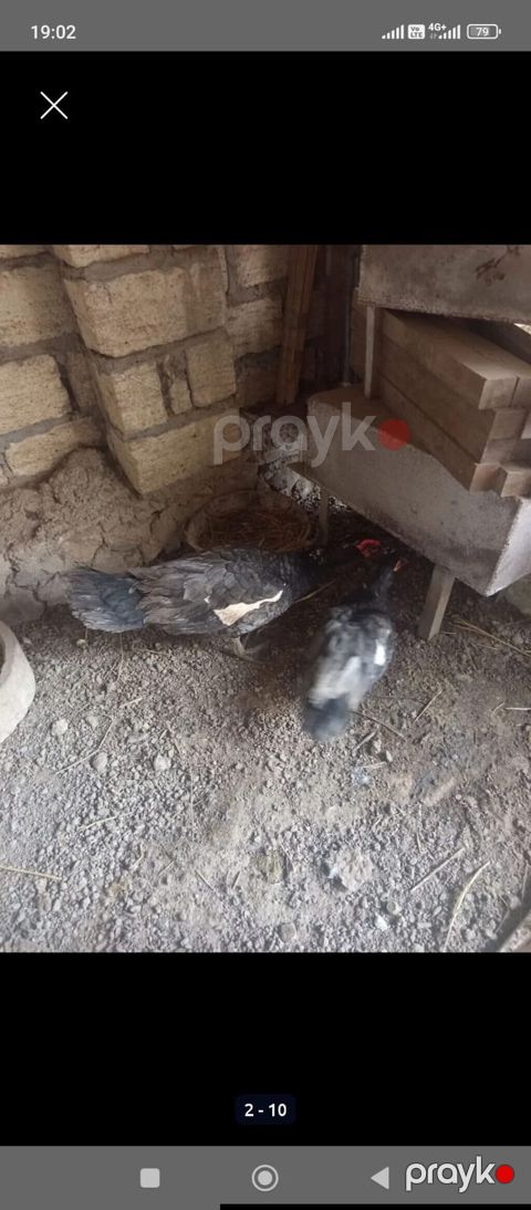 Dişi, Lal ördək, Ətlik