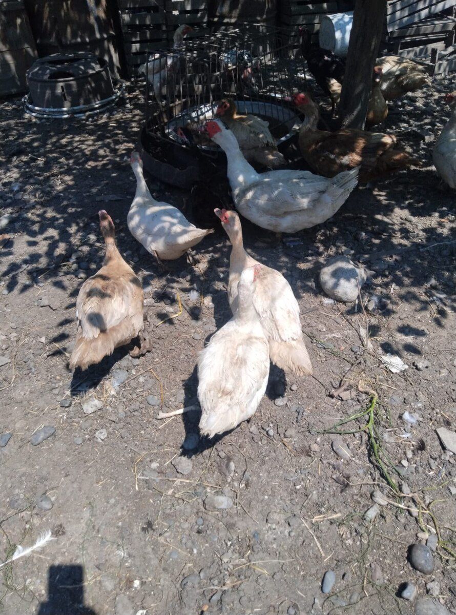 Mayalı lal ördək yumurtaları — Quşlar, Xaçmaz (3)