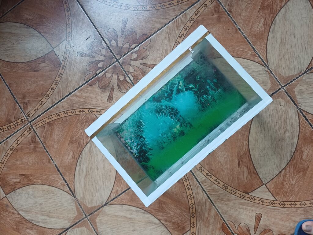 Şüşə akvarium Ölçüləri 35×22×16 — Akvariumlar və balıqlar, Bakı (2)