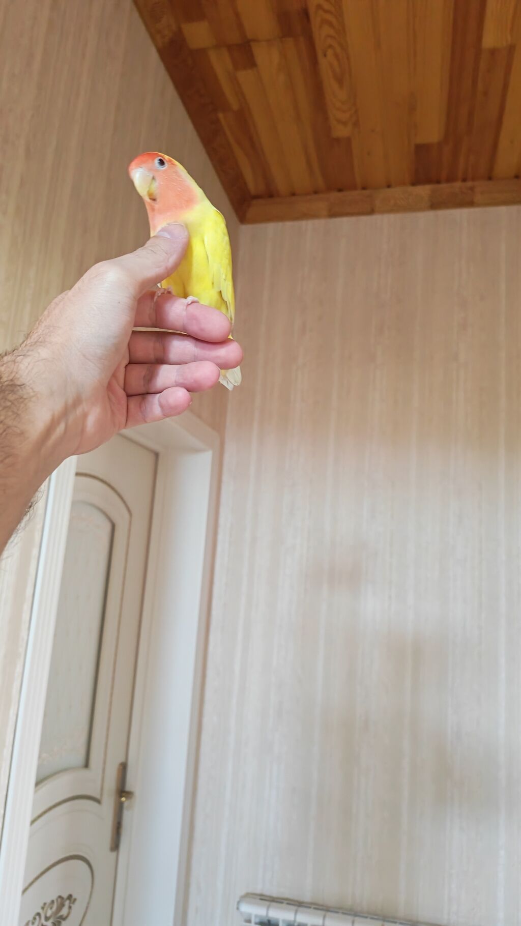 Məhsul: Sevimli papuqay – Agapornis (Lovebird) növü, sarı gövdə və — Tutyun papağayı, Digah (2)