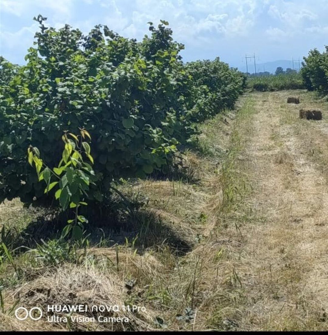 320 sot torpaq sahəsi, Xaçmaz r — Torpaq, Xaçmaz (3)