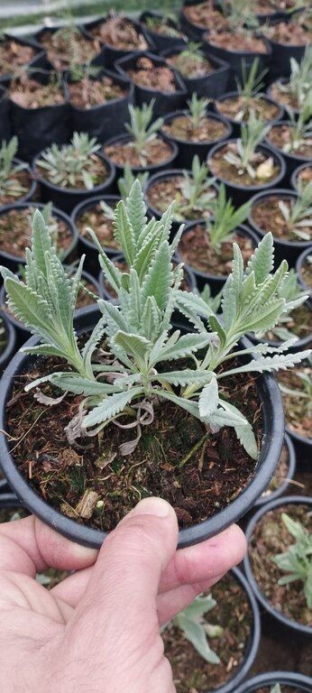 Lavanda — Bitkilər, Bakı (9)