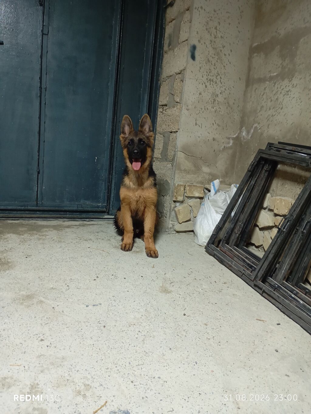 Alman çoban iti, Peyvəndli — Köpəklər, Digah (2)