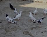 Göyərçinlər — Elanin Sahibi — Birds