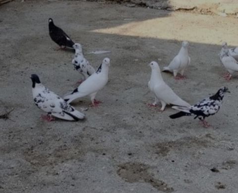 Göyərçinlər — Bakı