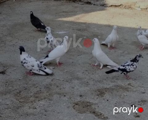 Göyərçinlər — Bakı