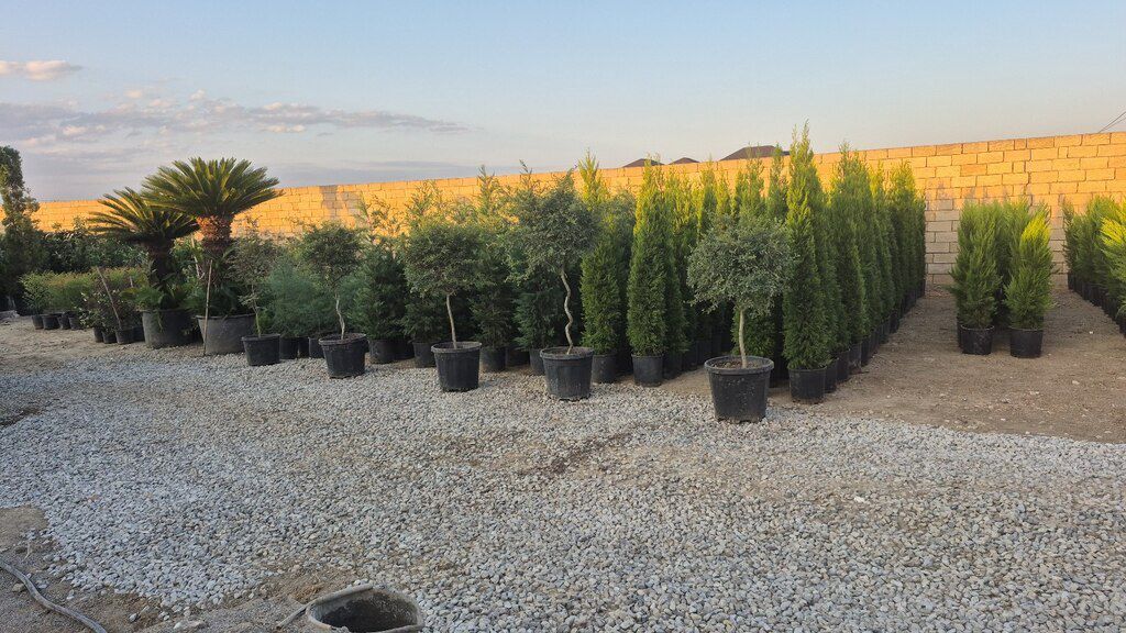 Limon şam ağacı — Bitkilər, Bakı (5)