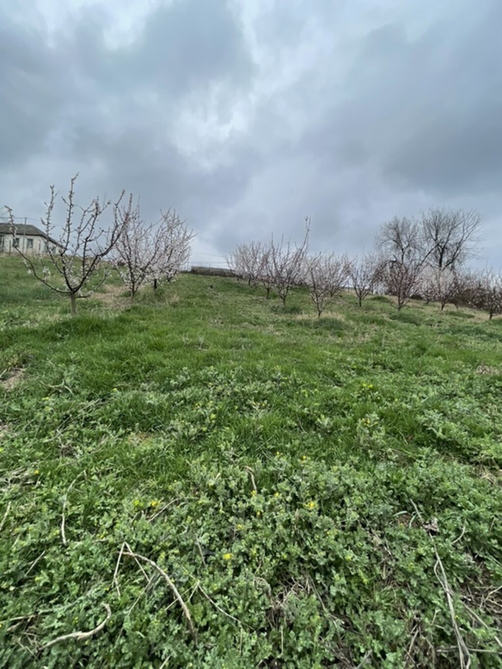 Kənd təsərrüfatı, Makler, Kupça (Çıxarış) — Torpaq, Quba (6)