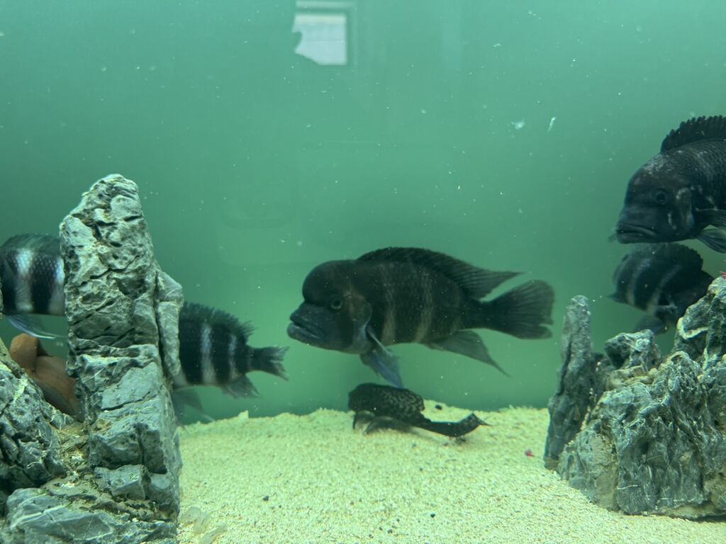 Məhsul: Akvaryum üçün Afrika siklidləri – Frontosa (Cyphotilapia — Akvariumlar və balıqlar, Bakı (4)