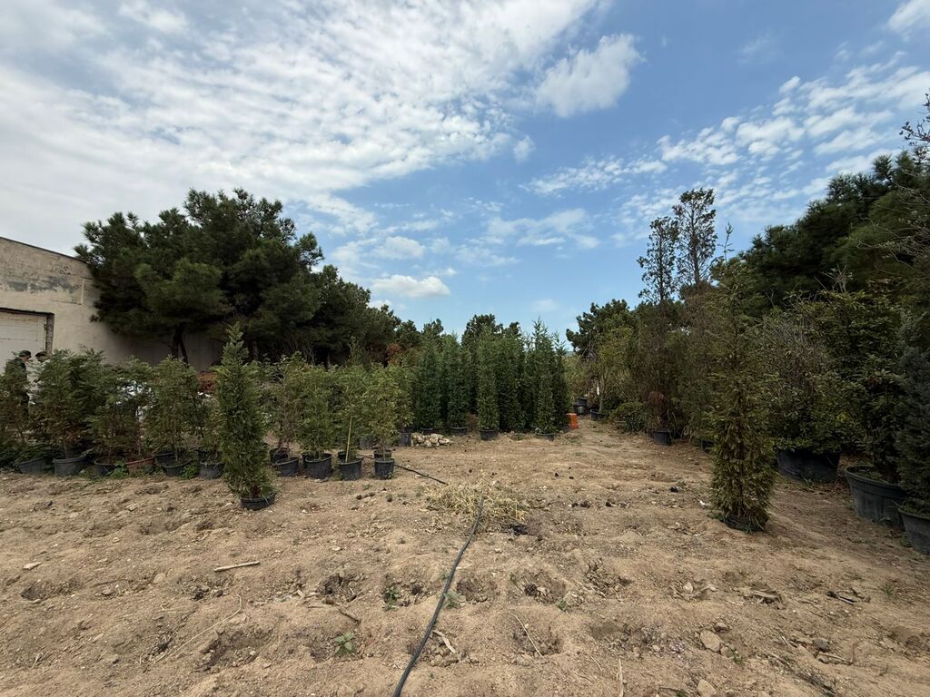 15.3 sot torpaq sahəsi, Buzovna qəs — Torpaq, Bakı (4)