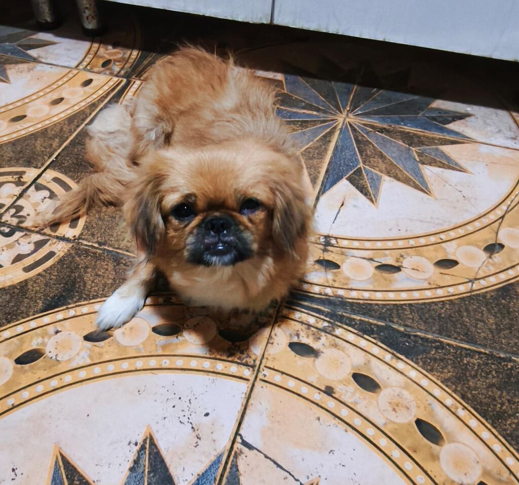 Pekines, 1 il, Dişi, Peyvəndli, Ödənişli çatdırılma — Köpəklər, Gəncə (2)