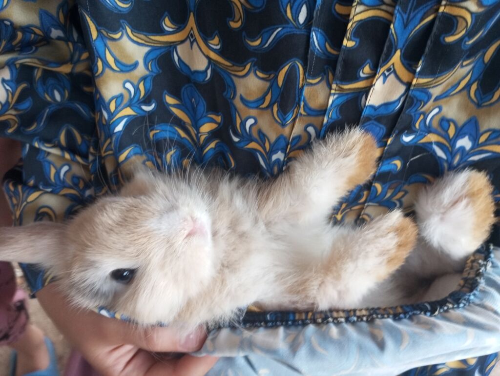 Holland Lop qulaqlı dekorativ dovşan balaları - Cins: Lop (sallanan — Dovşanlar, Digah (6)