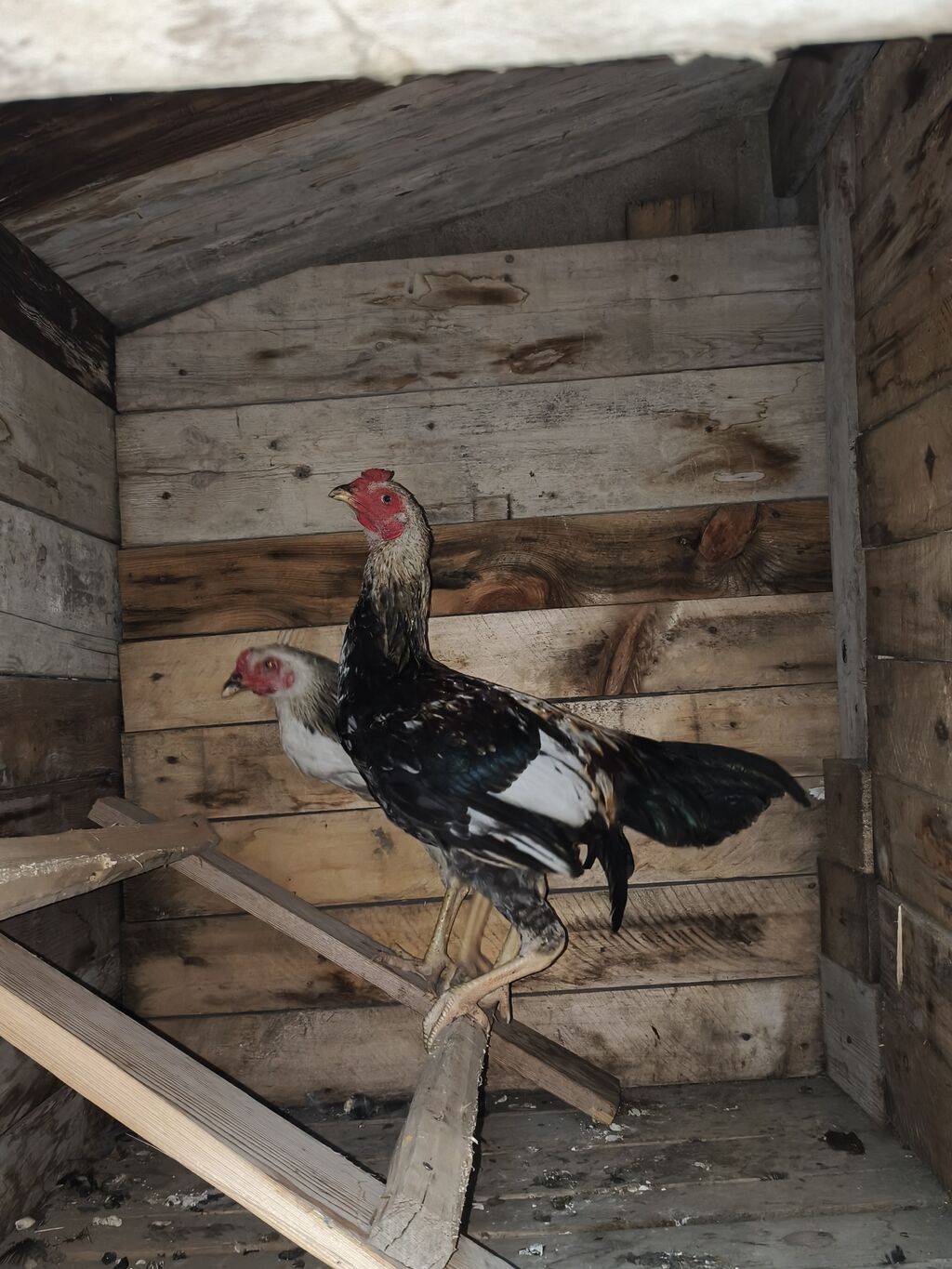 Xoruz, il: <1, Ünvandan götürmə — Toyuq və xoruz, Mehdiabad (4)