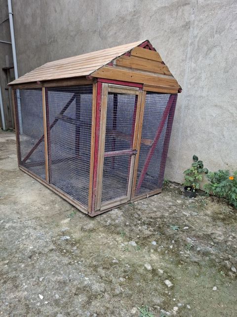 Toyuq damı — Bakı