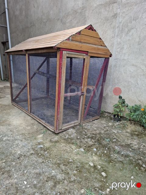 Toyuq damı — Bakı