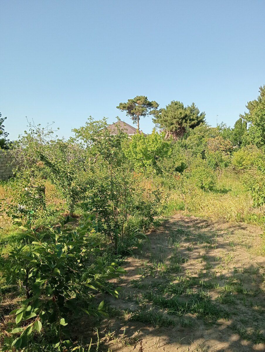 34 sot torpaq sahəsi, Novxanı qəs — Torpaq, Bakı (7)