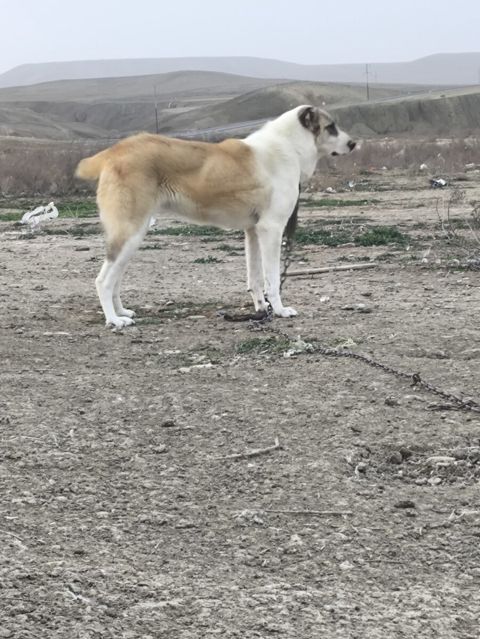 Qurdbasar — Bakı