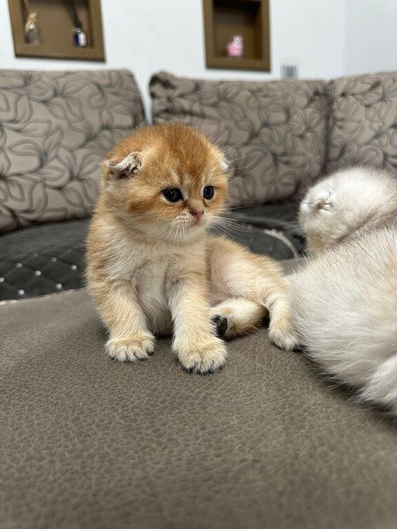 Котята шиншиллы — Pişiklər, Bakı (9)