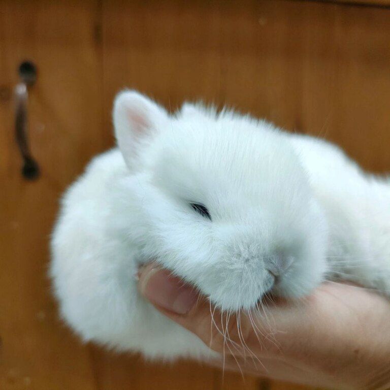 Mini lop dovşanlar — Dovşanlar, Xırdalan (12)