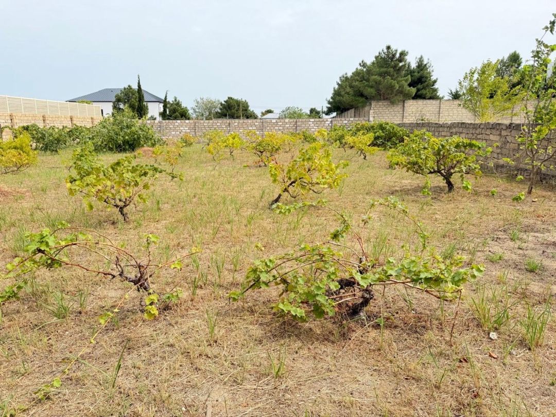 12 sot torpaq sahəsi, Nardaran qəs — Torpaq, Bakı (5)