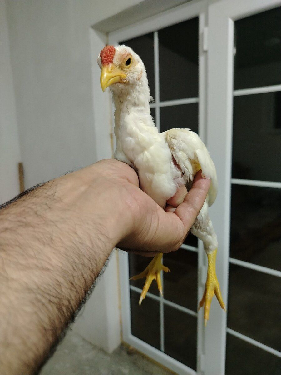 Ko Shamo — Quşlar, Bakı (3)