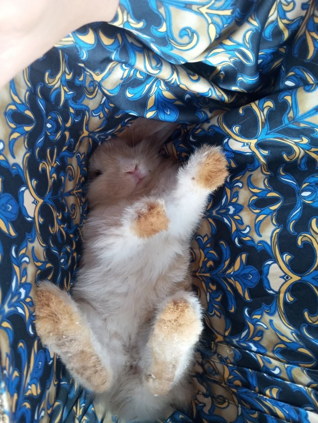 Holland Lop qulaqlı dekorativ dovşan balaları - Cins: Lop (sallanan — Dovşanlar, Digah (7)
