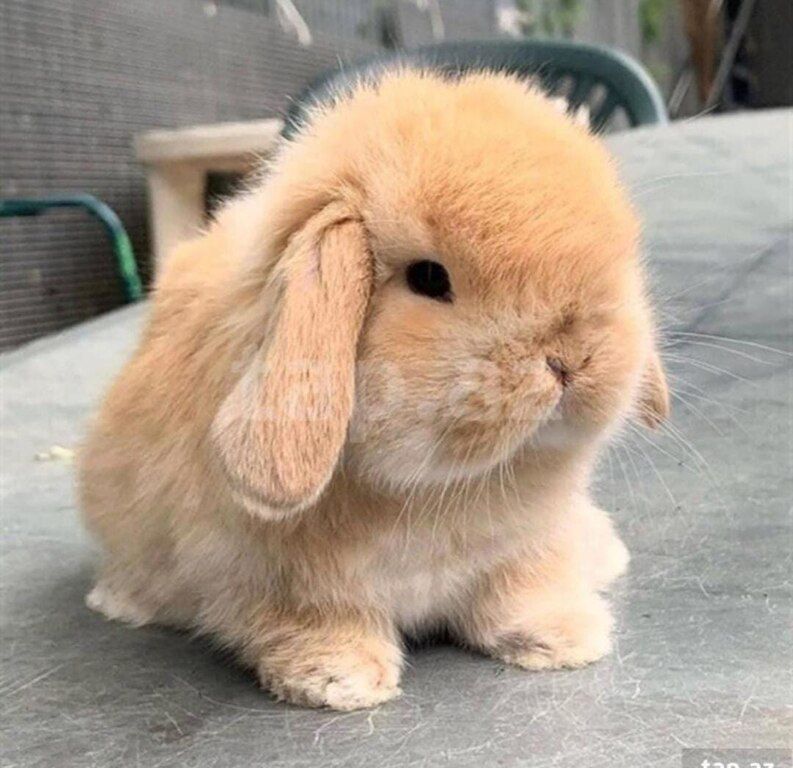 Mini lop dovşanlar — Dovşanlar, Xırdalan (2)