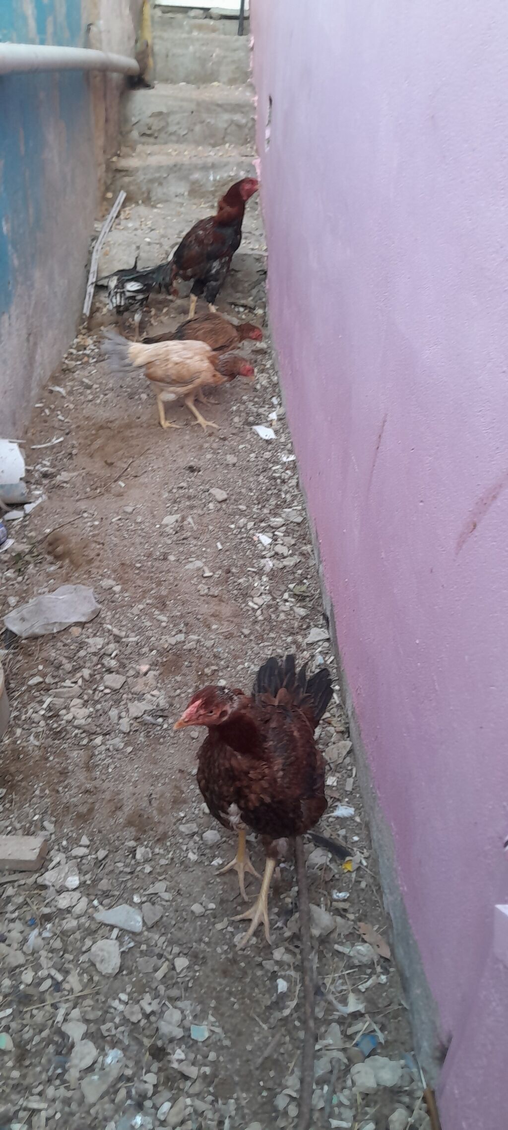 Heyrati fere xoruz satilir.4 fere 1 xoruz.Fereleri 3u kurt — Digər heyvanlar, Bakı (2)