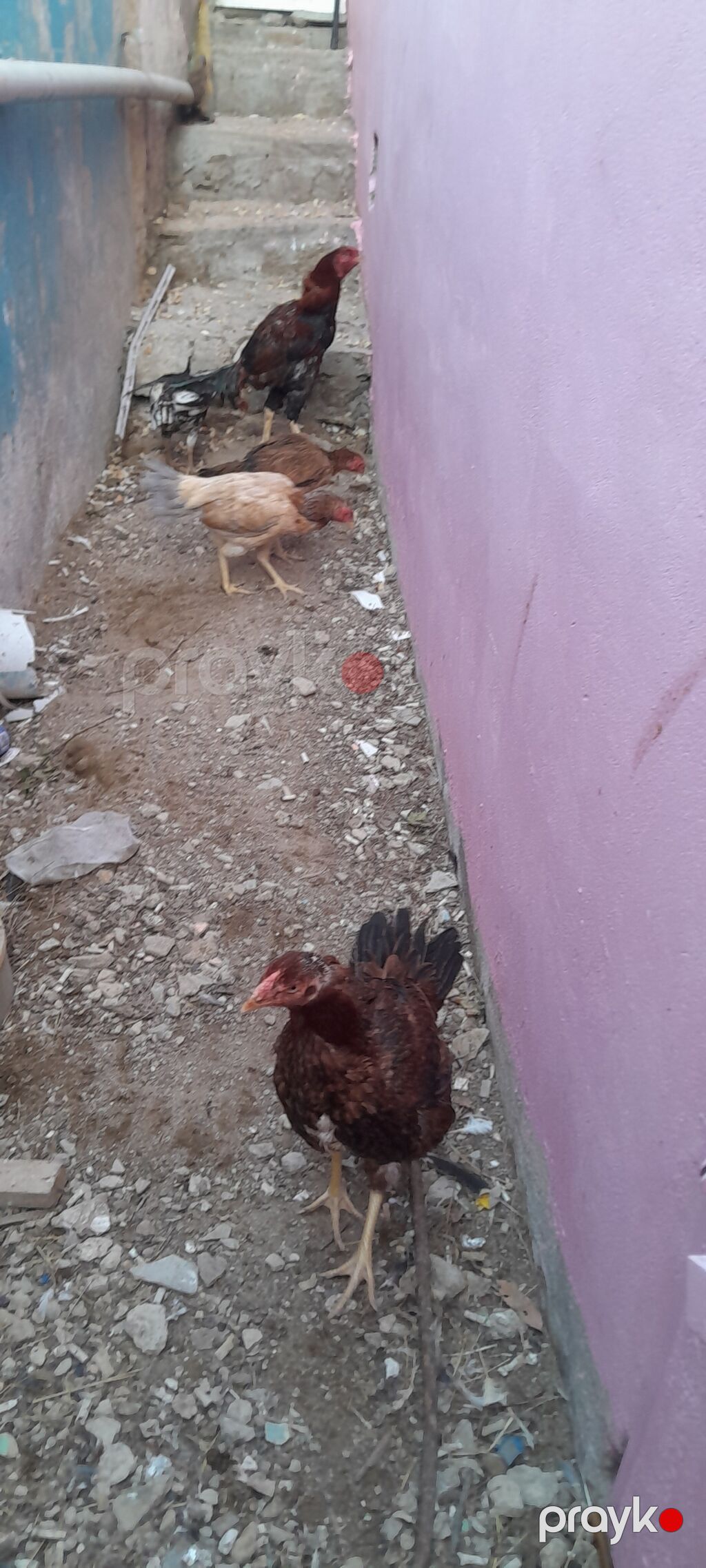 Heyrati toyuq fərəsi və xoruz satılır, 4 fərə, 1 xoruz — Toyuq və xoruz, Bakı (2)