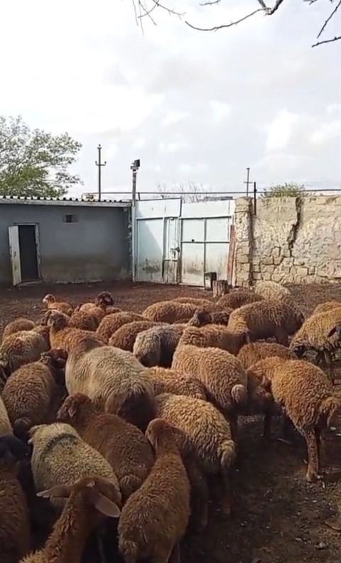 Bordaq quzular — Sumqayıt