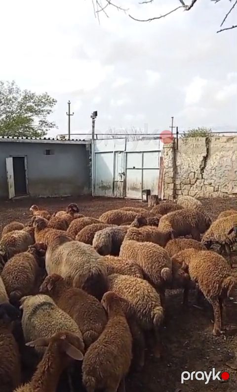 Bordaq quzular — Sumqayıt