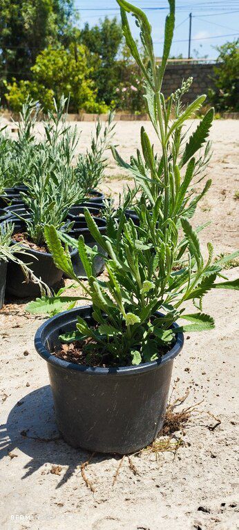 Lavanda — Bitkilər, Bakı (4)
