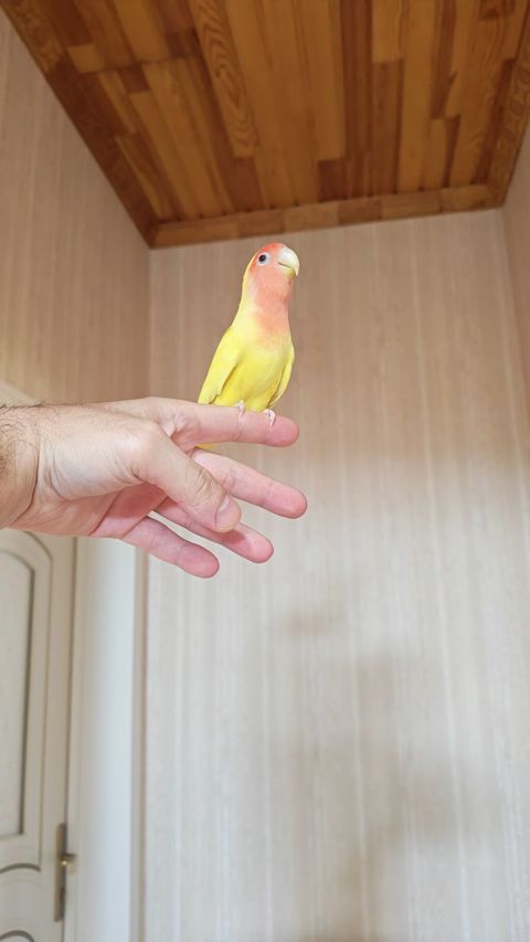 Məhsul: Sevimli papuqay – Agapornis (Lovebird) növü, sarı gövdə və — Digah