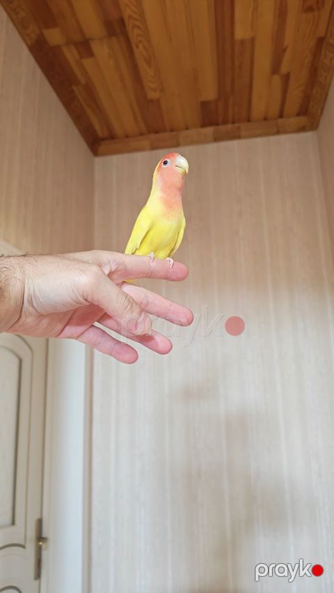 Məhsul: Sevimli papuqay – Agapornis (Lovebird) növü, sarı gövdə və — Digah