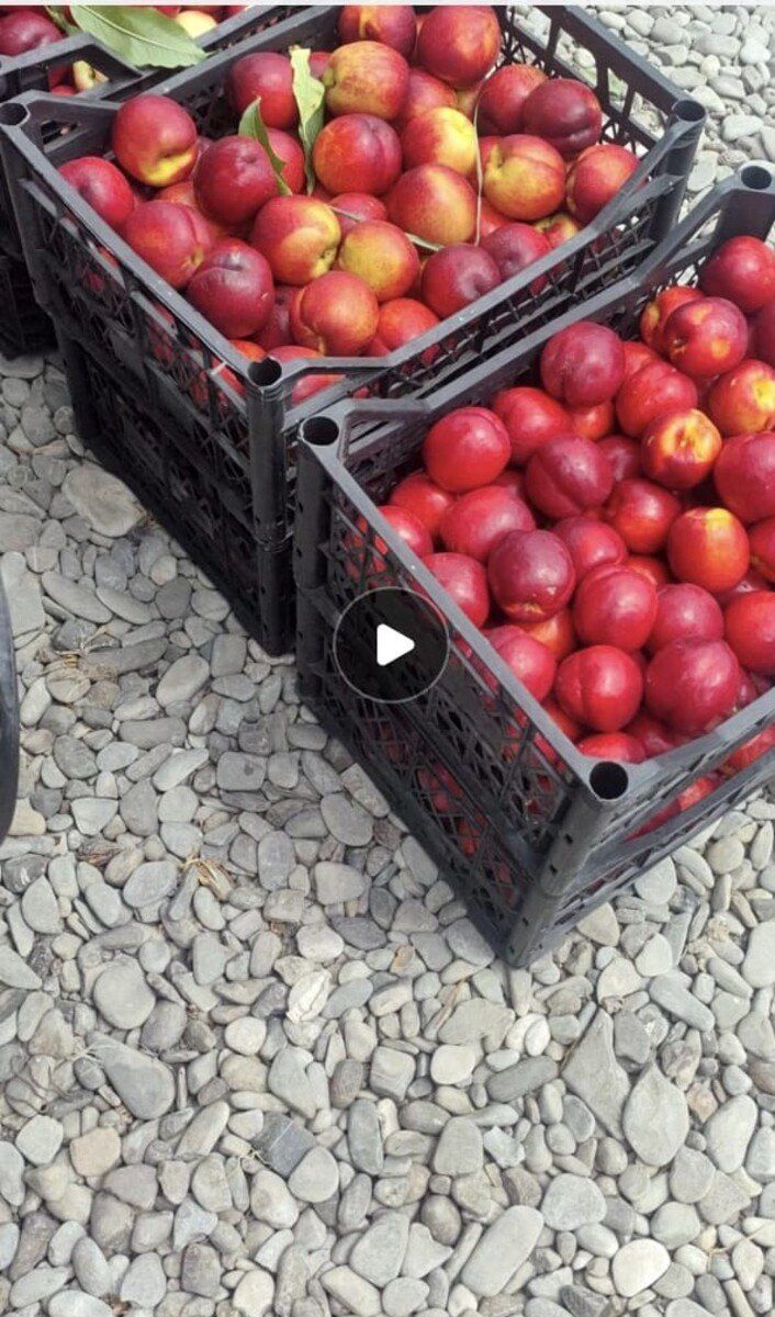 320 sot torpaq sahəsi, Xaçmaz r — Torpaq, Xaçmaz (6)