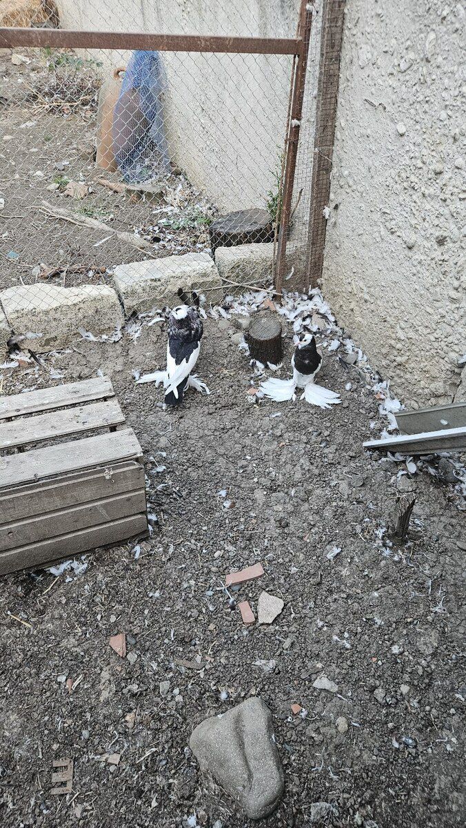 Pomeran şpits — Köpəklər, Masallı (3)