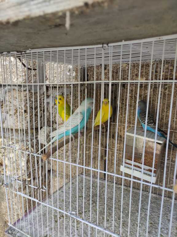 Tutuquşu — Quşlar, Bakı (8)